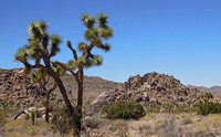Rocks and Joshua Trees - that's all there is