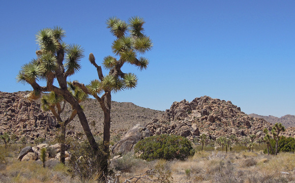 Rocks and Joshua Trees - that's all there is