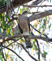 Sharp-shinned Hawk - Accipiter striatus