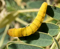 Cloudless sulphur - Phoebis sennae