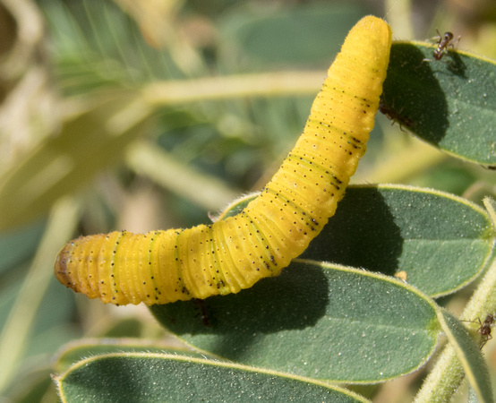 Cloudless sulphur - Phoebis sennae