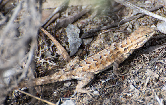 Side-blotched Lizard - Uta stansburiana