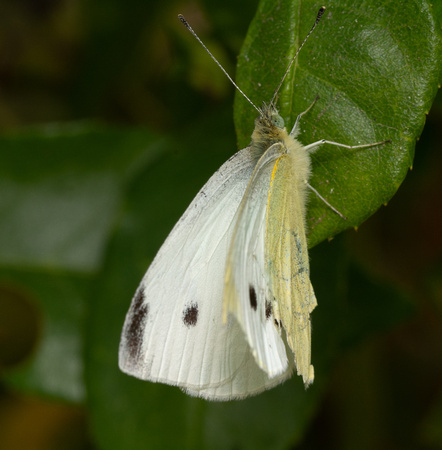 Cabbage white - Pieris rapae