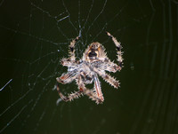 Orb weaver - Araneus gemma