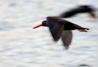 Black oystercatcher - Haematopus bachmani