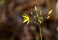 Golden Stars - Bloomeria crocea