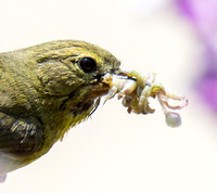 Orange-crowned Warbler - Leiothlypis celata