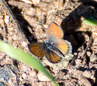 Western Pygmy-Blue - Brephidium exilis