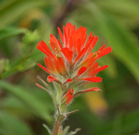 Indian Paintbrush - Castilleja affinis/foliosa