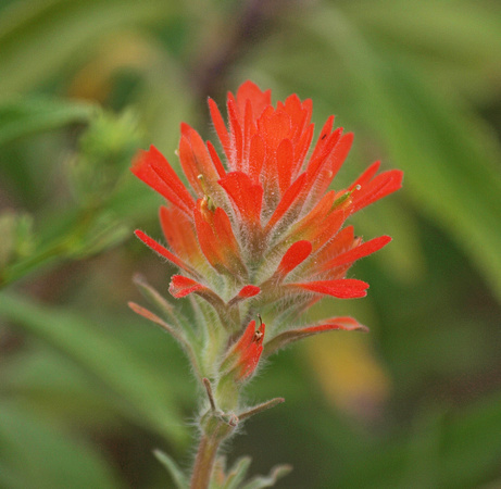 Indian Paintbrush - Castilleja affinis/foliosa
