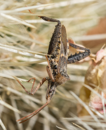 Leaf-footed bug - Narnia snowi