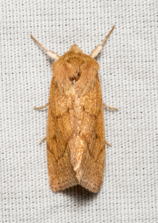 V-lined Quaker Moth - Zosteropoda hirtipes
