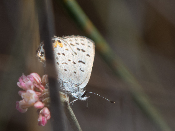 Acmon blue - Icaricia acmon