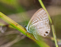 Marine blue -Leptotes marina