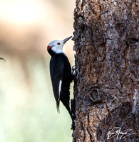 White-headed Woodpecker - Dryobates albolarvatus