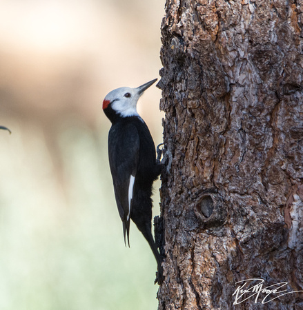 White-headed Woodpecker - Dryobates albolarvatus