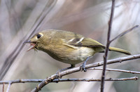 Hutton's Vireo - Vireo huttoni