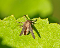 Issid planthopper - Unidentified sp.