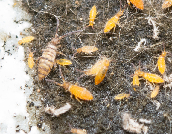 Springtail - Entomobrya atrocincta