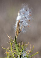 Narrow-leaved milkweed - Asclepias fascicularis