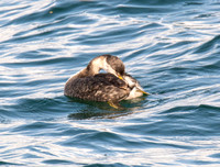 Red-necked Grebe - Podiceps grisegena
