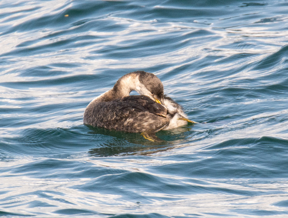 Red-necked Grebe - Podiceps grisegena