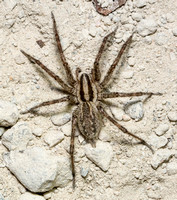 Grass spider - Agelenopsis aperta