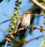 Costa's Hummingbird - Calypte costae