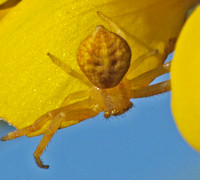 Crab spider 3 - Unidentified sp.