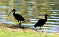 White-faced Ibis - Plegadis chihi