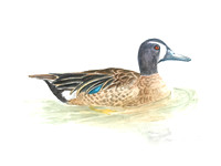 Blue-winged Teal - Spatula discors