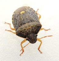 Stink bug - Holcostethus abbreviatus