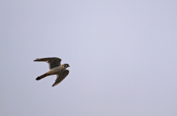American Kestrel - Falco sparverius