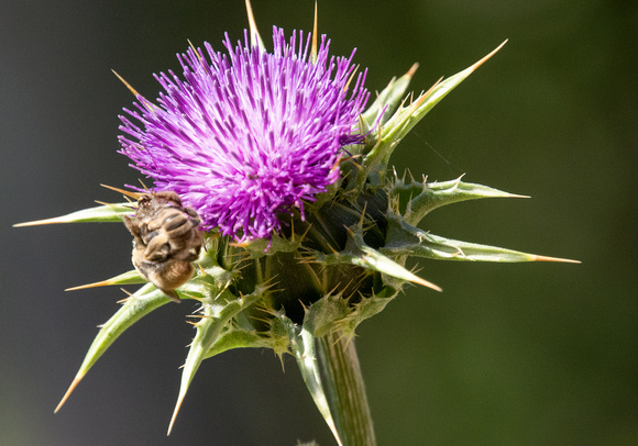 Chimney bee - Diadasia sp., Milk thistle - Silybum marianum