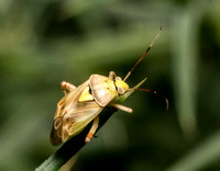 Plant bug - Unidentified sp.