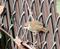 Northern House Wren - Troglodytes aedon