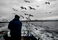 Chumming for birds