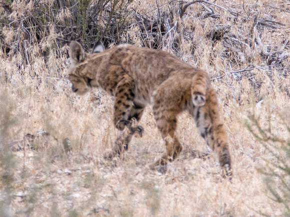 Bobcat - Lynx rufus