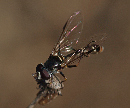 Four-Speckled Hoverfly - Dioprosopa clavata