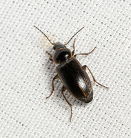 Carabid beetle - Stenolophus incultus