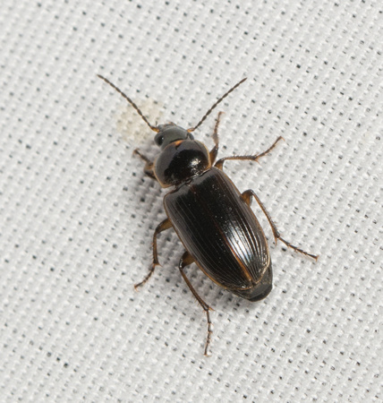 Carabid beetle - Stenolophus incultus
