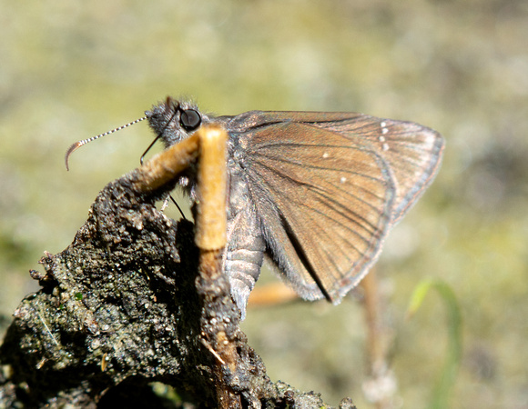 Propertius Duskywing - Erynnis propertius