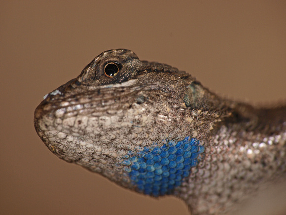 Western Fence Lizard - Sceloporus occidentalis