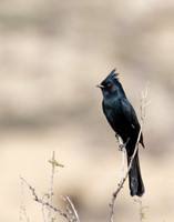 Phainopepla - Phainopepla nitens