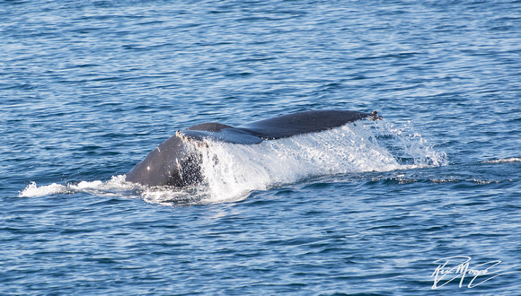 Humpback Whale - Megaptera novaeangliae
