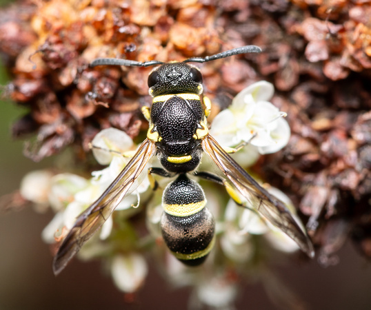 Mason wasp 4 - Parancistrocerus declivatus