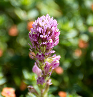 Owl's Clover - Castilleja exserta