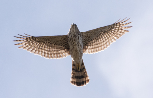 Cooper's Hawk - Astur cooperii