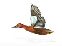 Cinnamon Teal - Spatula cyanoptera