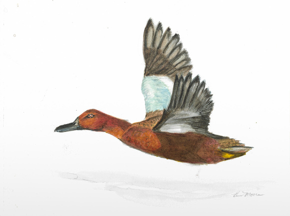 Cinnamon Teal - Spatula cyanoptera